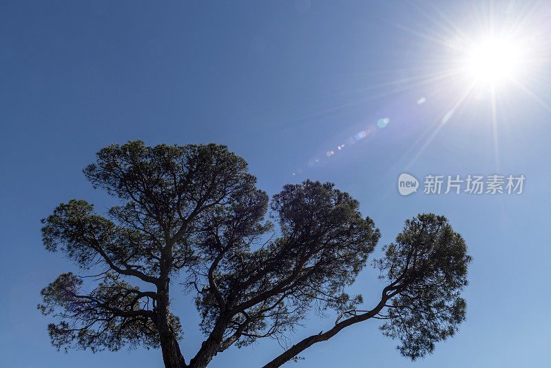 太阳和松树