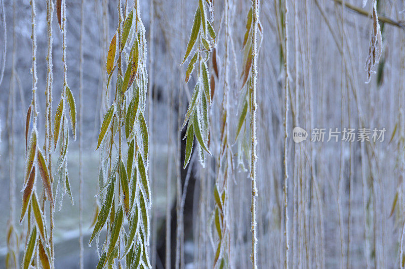 冬天垂柳带叶的树枝上，覆盖着白霜
