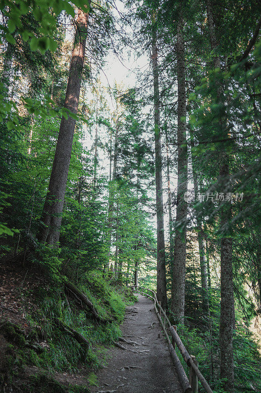 风景优美的步道通过森林附近的Synevir湖在山区