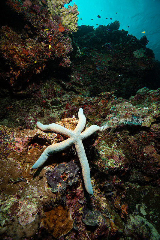 海星在海底，在水下