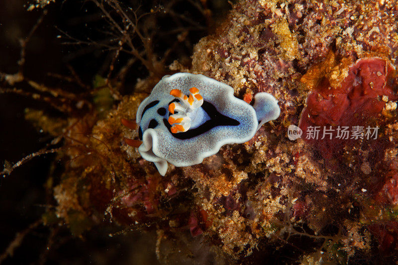 海洋生物。彩色的海蛞蝓水下生物裸鳃