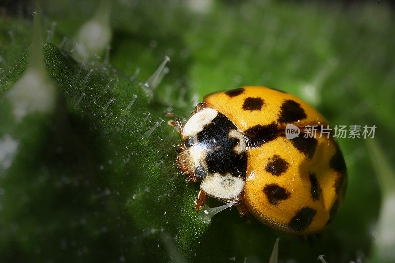 亚洲瓢虫，又名异色瓢虫，又名多色亚洲瓢虫，鞘翅皱褶(翼盖)