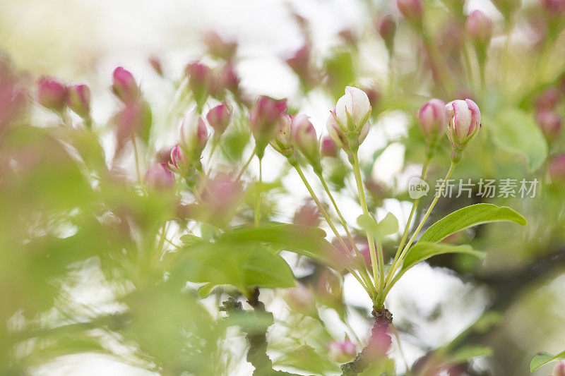 山楂花蕾