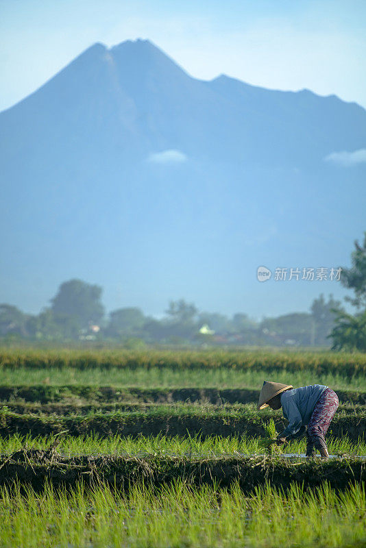 农民种植稻田