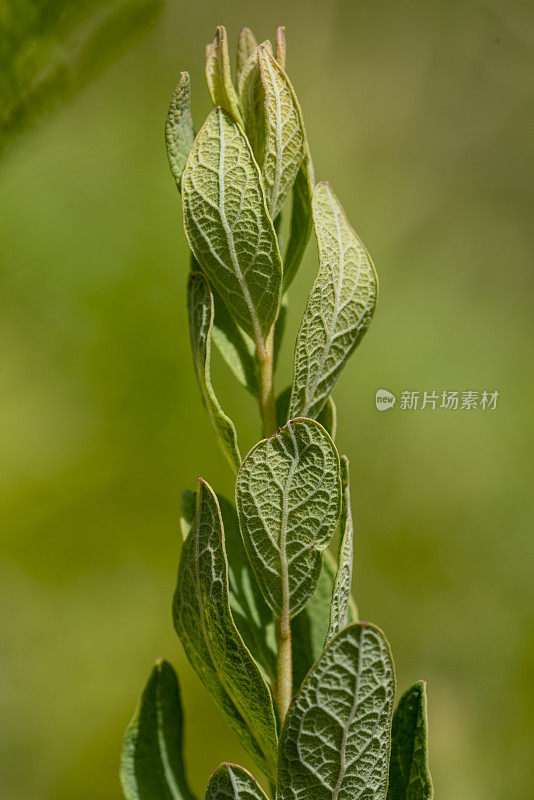 蓝色越橘植物的特写，叶子下面覆盖着金色的水滴，闪闪发光