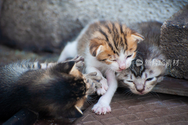 三只小猫在后院