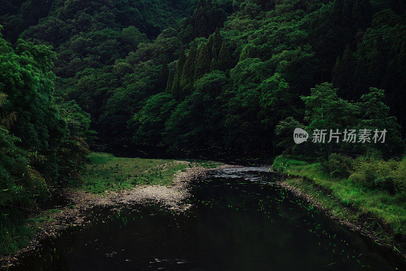 夜间森林里一条河的上空萤火虫在发光