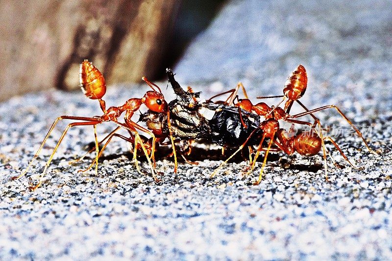 蚂蚁把昆虫当作食物。