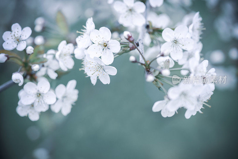 花园里盛开的樱桃树