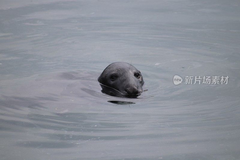 密封水