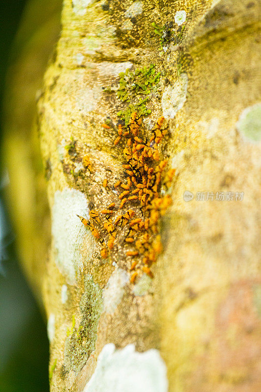 树上的亚洲泰国黄色小虫子