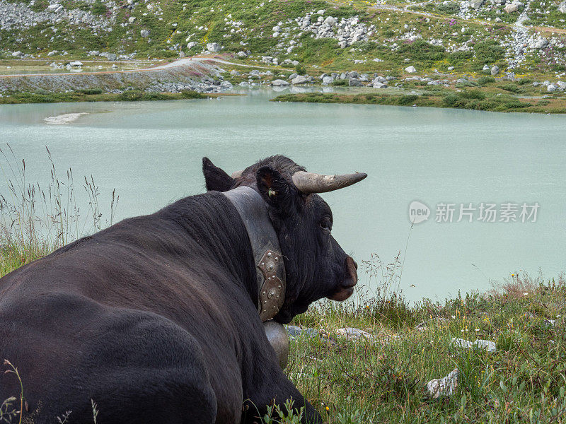 黑奶牛躺在草地上，背靠山脉景观，瑞士