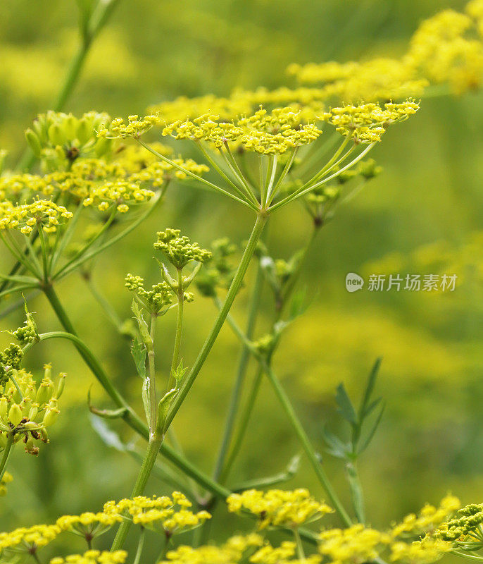 野生防风草