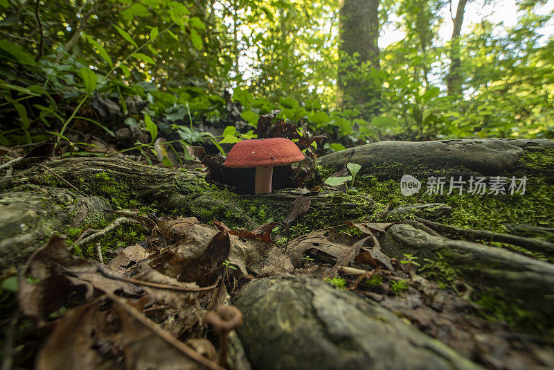 在苔藓和根之间有红蘑菇的森林林下层的广角宏观