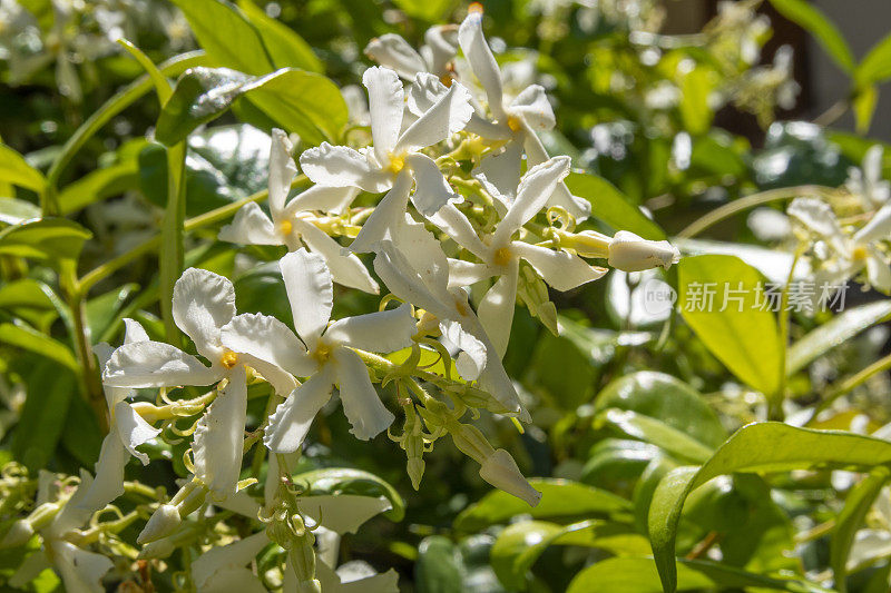 茉莉花。