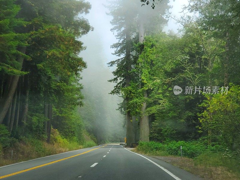 在夏天，空雾弥漫的加州101公路穿过红杉林