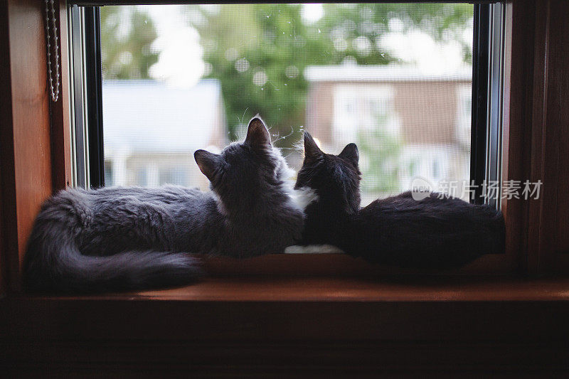 两只小猫在窗边