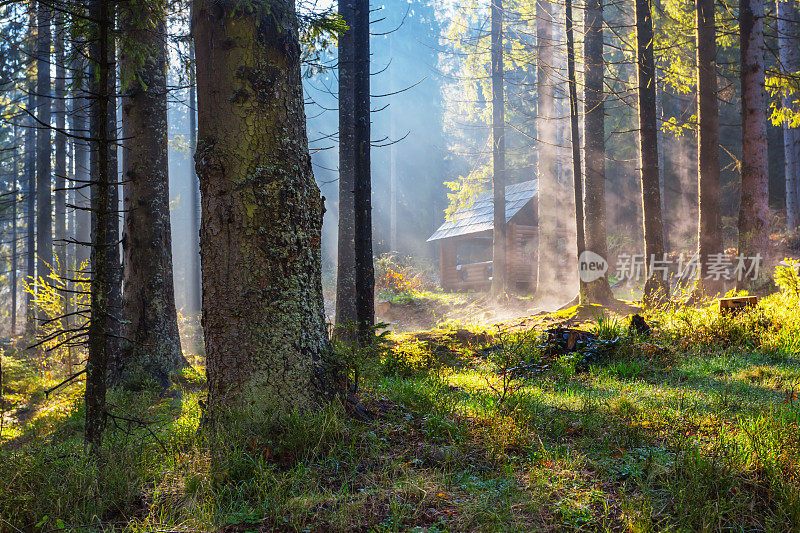 清晨的松林中弥漫着蓝色的薄雾