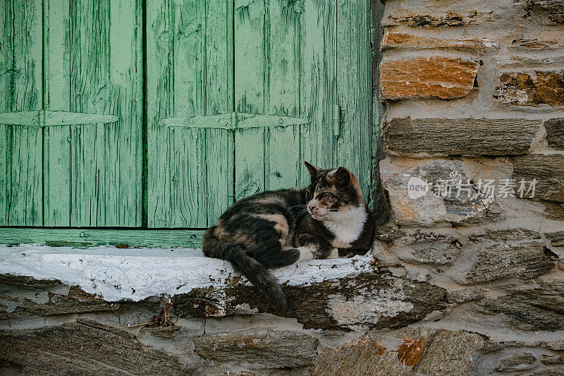 一只基思诺尼亚猫在一扇传统窗户前摆姿势，窗户上是基克拉迪建筑的色彩