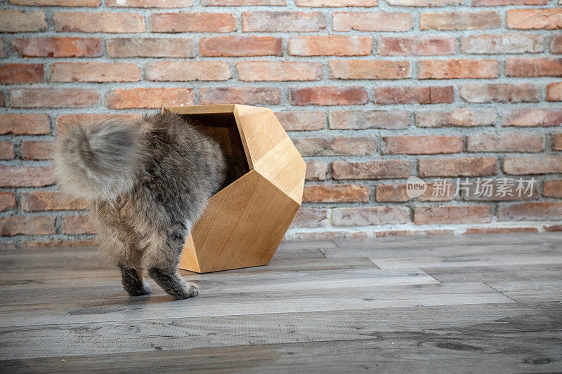 家猫进入他的木制庇护箱