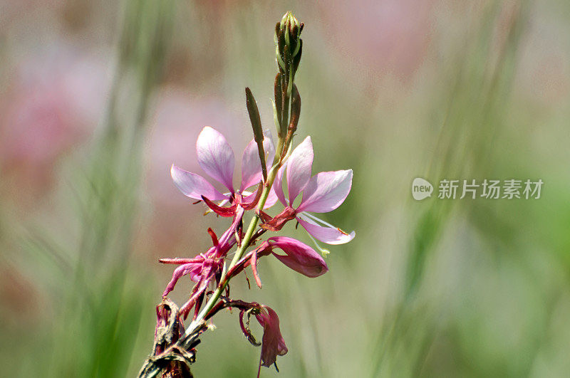 粉红色的小花在花园里盛开