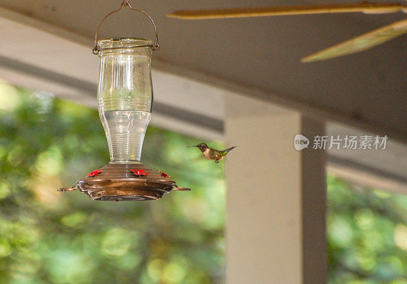 蜂鸟在给料机