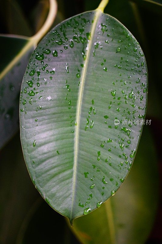 印度橡胶无花果绿叶