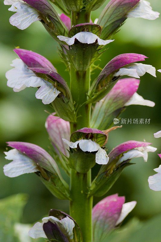 几朵花的特写熊的马裤花序