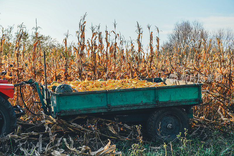玉米收获期间，农民在地里干活