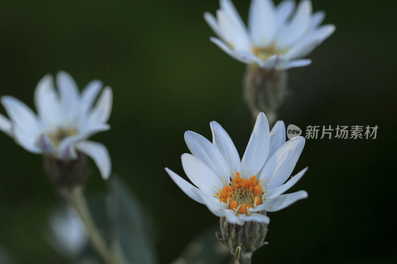 花卉植物雏菊银澳大利亚本土