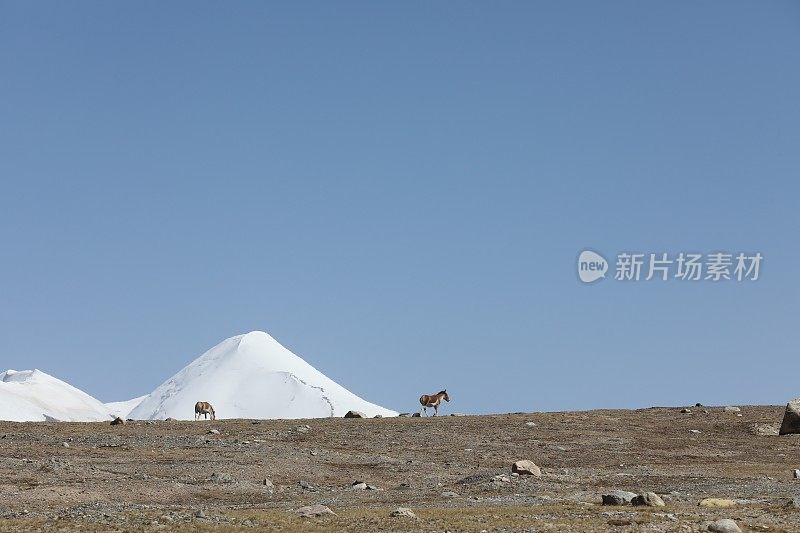 两只西藏野驴在西藏雪山脚下