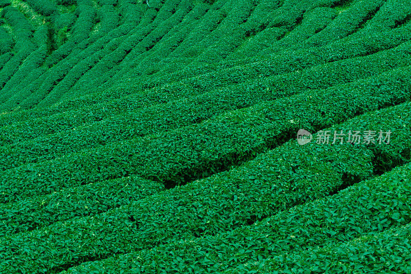 美丽的大茶园