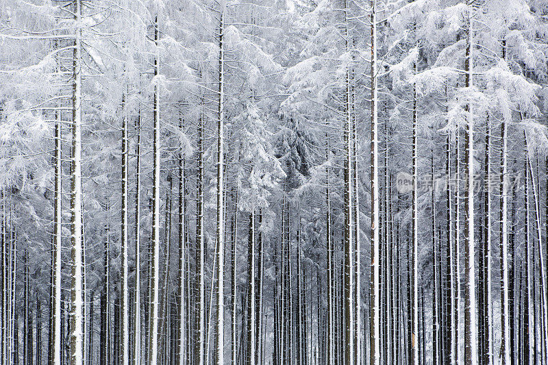 积雪覆盖的树木-单一栽培