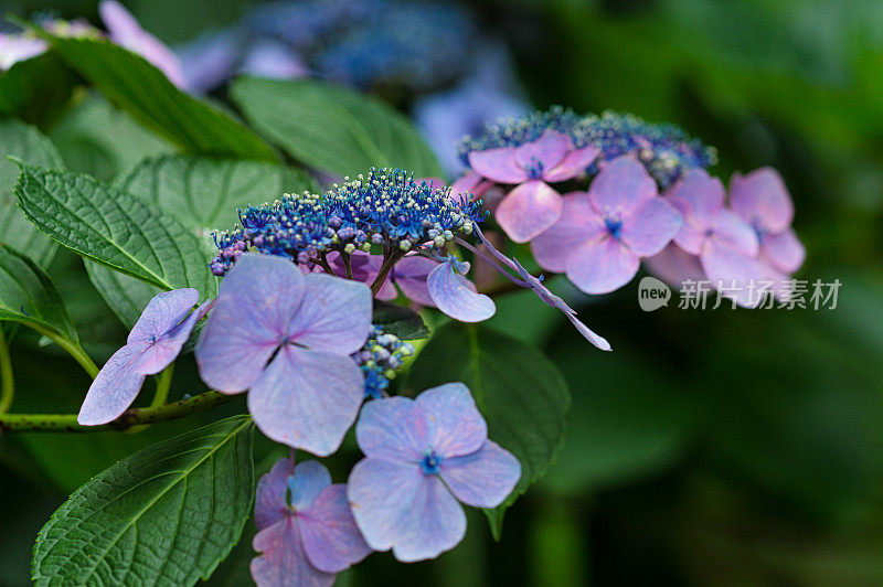 绣球花花