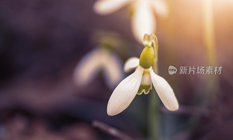 雪花莲