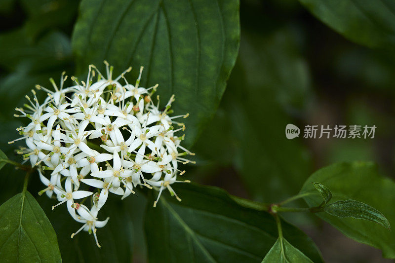 常见的山茱萸花