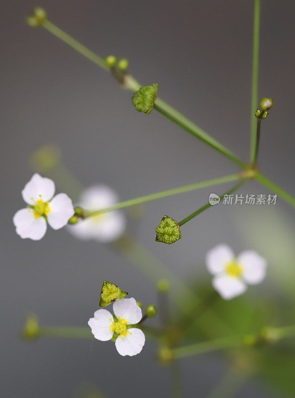 细叶水车前草