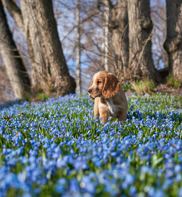 工作可卡犬小狗和蓝色的锡拉花，挪威奥斯陆