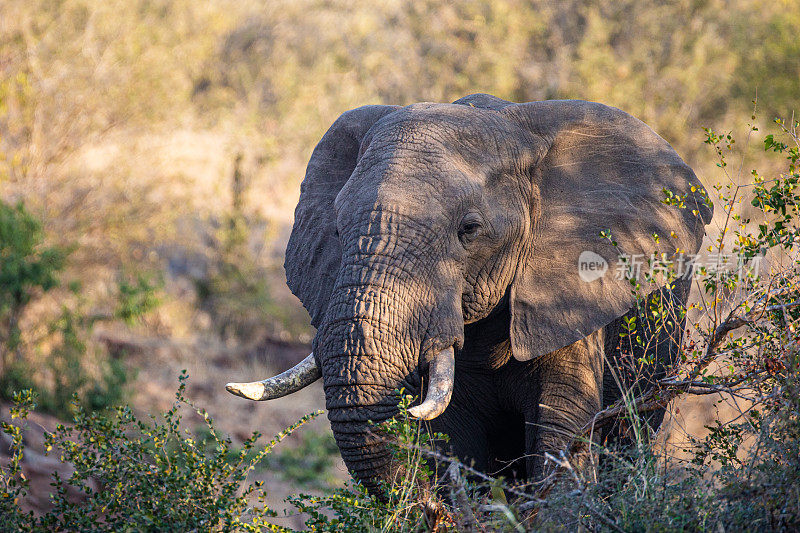非洲公象穿过荆棘丛生的灌木丛