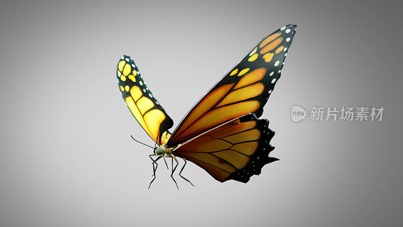 蝴蝶飞舞的动画序列用色度键