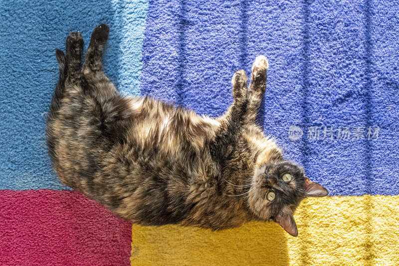 龟甲猫躺在五彩地毯上。