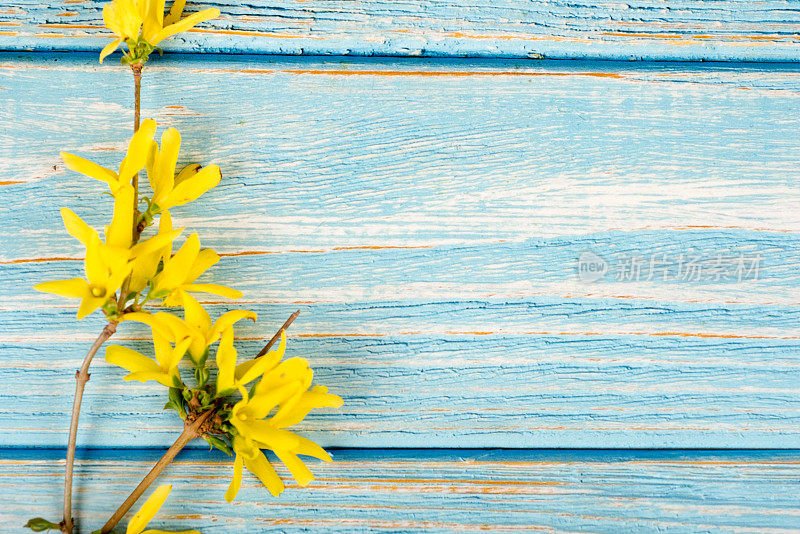 春天的花朵-连翘枝在蓝色的桌子上