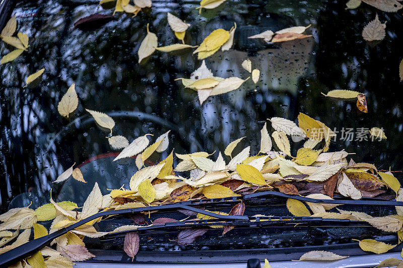 汽车挡风玻璃上的秋叶。