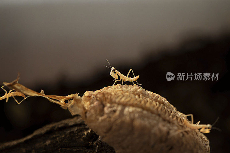 螳螂宝宝孵化