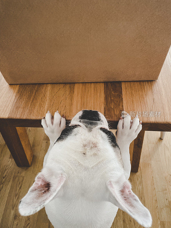 法国斗牛犬在调查桌上的棕色盒子