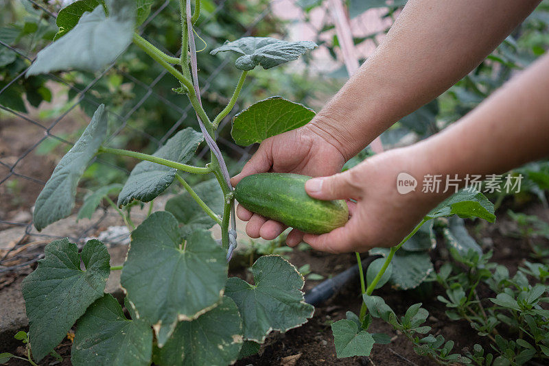 在温室里用手摘黄瓜