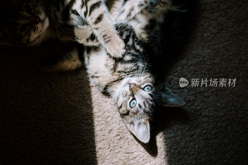 小猫在家里的阳光下玩耍和休息