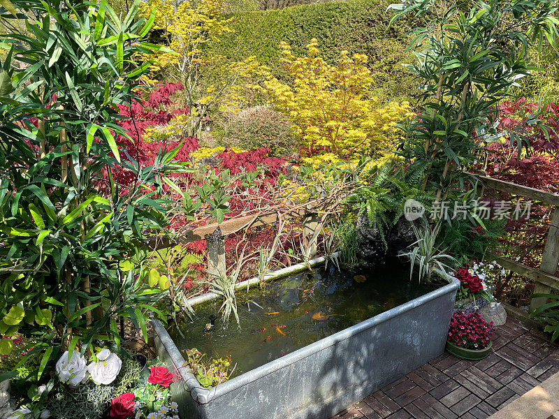 近景花园树屋露台阳台在夏天柚木甲板瓷砖，镀锌，锌槽池塘与太阳能喷泉泵和shubunkin金鱼，周围盆栽开花植物，升高的视野