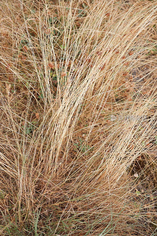 加拿大绿带在热浪中枯萎的草。