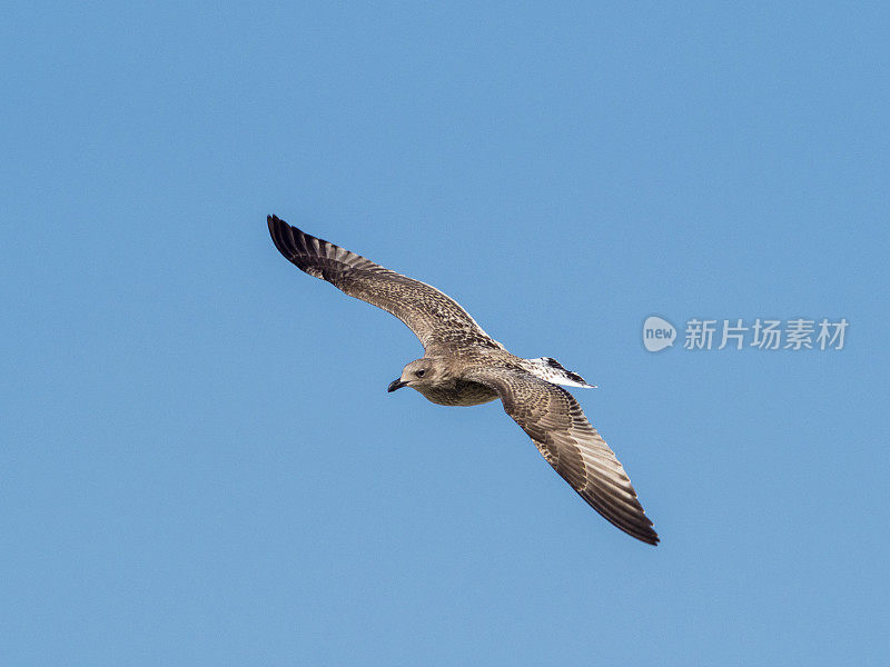 大黑背鸥在飞翔